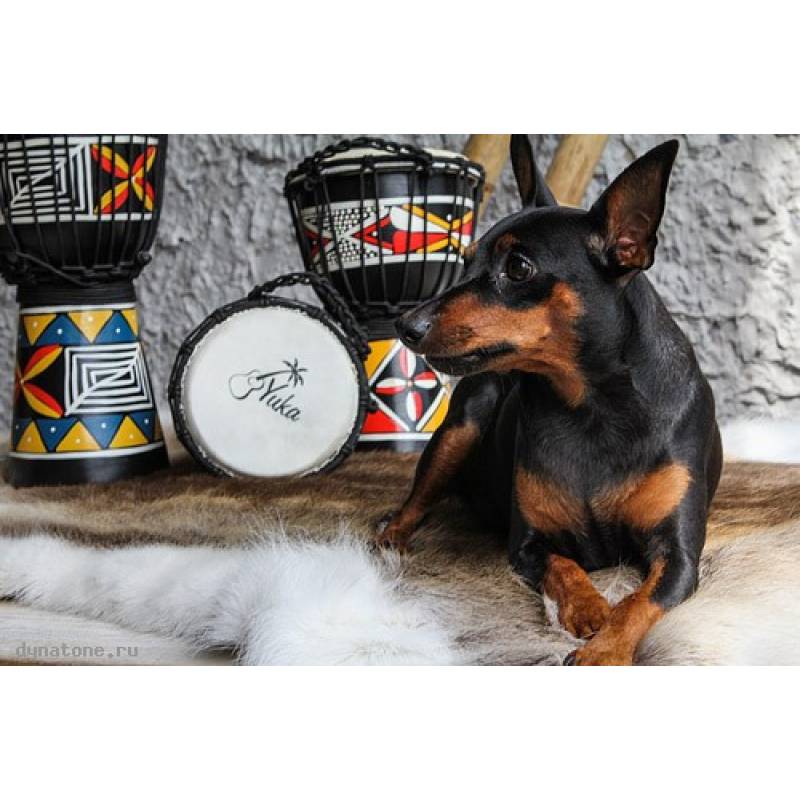 Фото YUKA DJWT06-12 - Джембе с верёвочной настройкой Юка